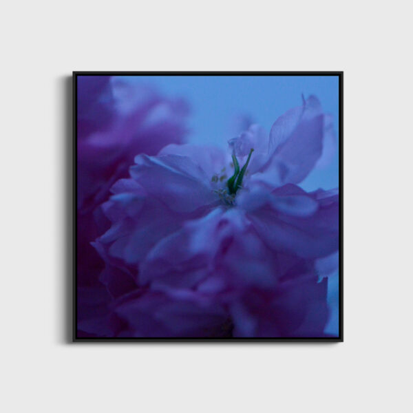 Fleur bleue 4 Eleonore Mehl tirage Fine Art Une image pour rever caisse americaine