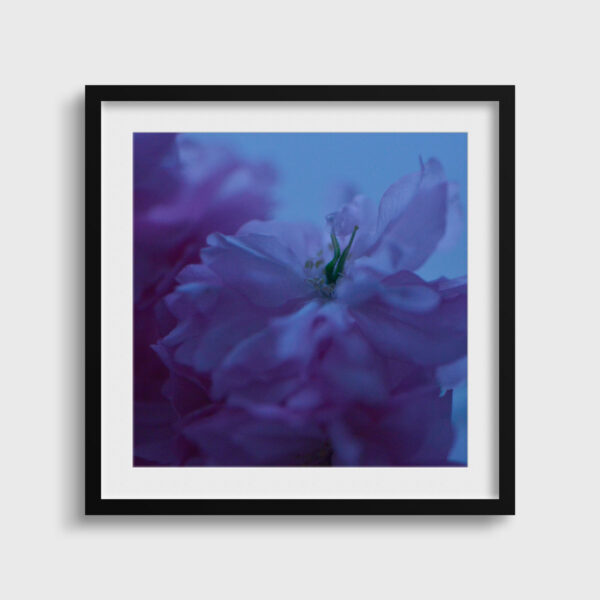 Fleur bleue 4 Eleonore Mehl tirage Fine Art Une image pour rever passe partout
