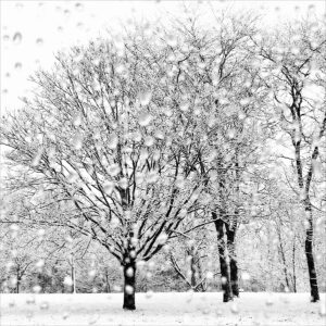Jardin d hiver Eleonore Mehl  - Tirage photographique d'art - Photographie d'art - Une image pour rêver