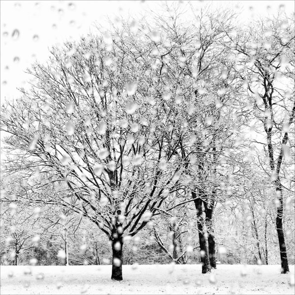 Jardin d hiver Eleonore Mehl  - Tirage photographique d'art - Photographie d'art - Une image pour rêver