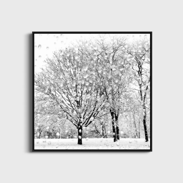Jardin d hiver Eleonore Mehl  - Tirage photographique d'art - Photographie d'art - Une image pour rêver caisse americaine