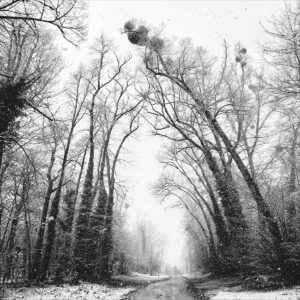 Juste la foret et toi Eleonore Mehl  - Tirage photographique d'art - Photographie d'art - Une image pour rêver