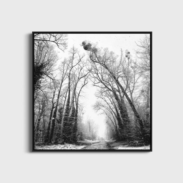 Juste la foret et toi Eleonore Mehl  - Tirage photographique d'art - Photographie d'art - Une image pour rêver caisse americaine