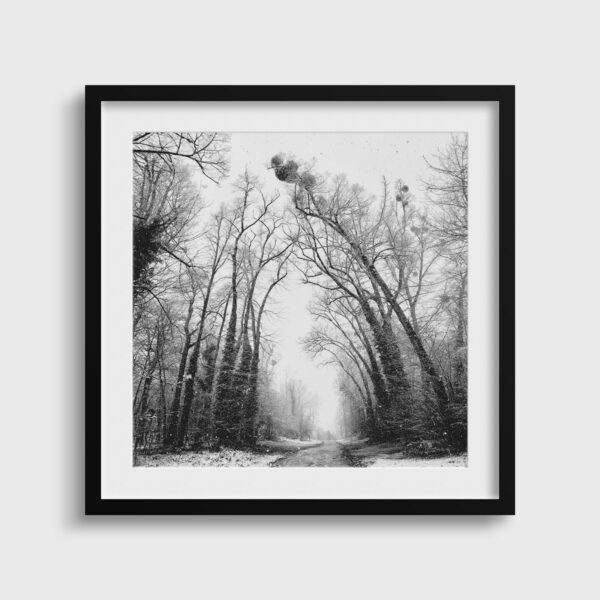 Juste la foret et toi Eleonore Mehl  - Tirage photographique d'art - Photographie d'art - Une image pour rêver passe partout