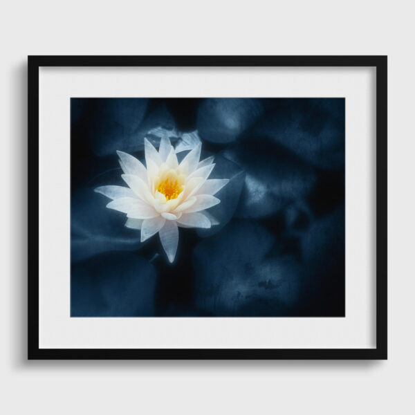 Nenuphar Eleonore Mehl Photographie tirage Art Une image pour rever passe partout
