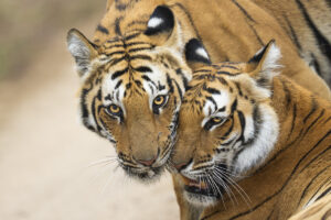 Feline tenderness