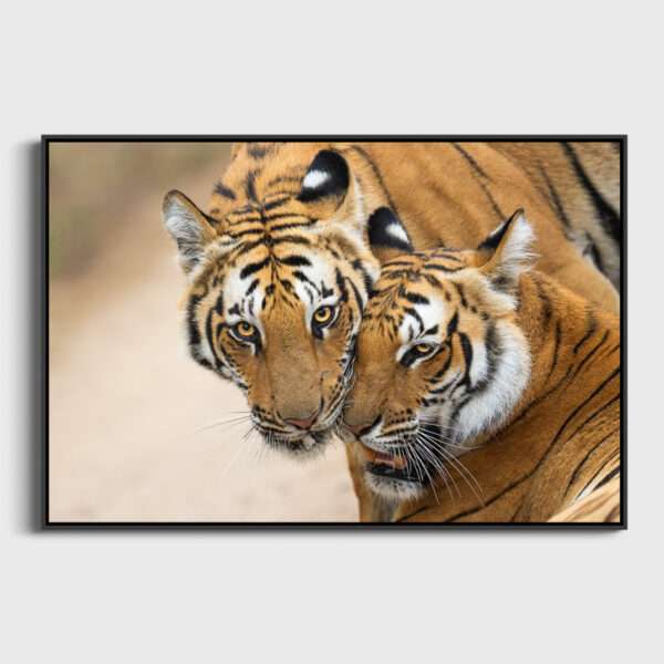 Tendresse feline Lionel Maye tirage Fine Art Une image pour rever caisse americaine
