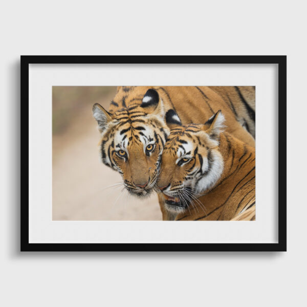 Tendresse feline Lionel Maye tirage Fine Art Une image pour rever passe partout
