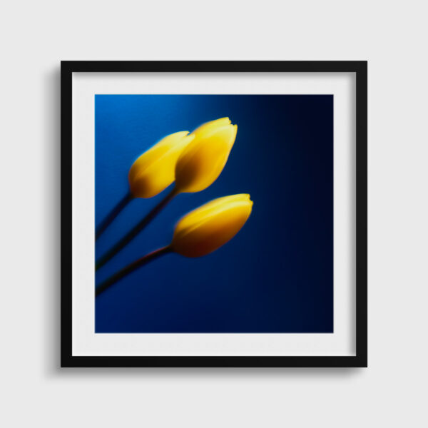 Yellow tulips against blue - Image 2