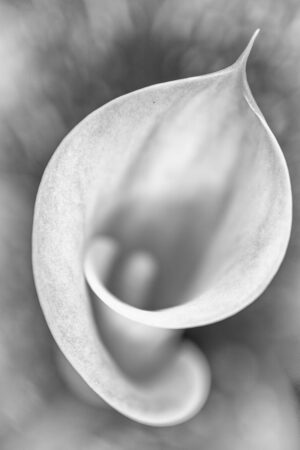Arum #2