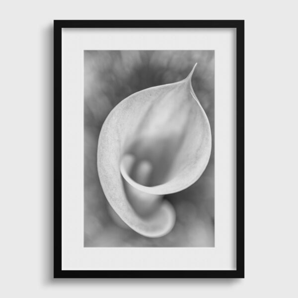 Arum 2 Sebastien Desnoulez Photographie tirage Art Une image pour rever passe partout