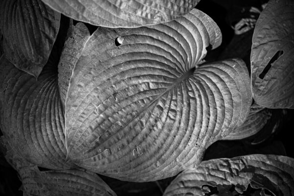 Hosta Sebastien Desnoulez Photographie tirage Art Une image pour rever