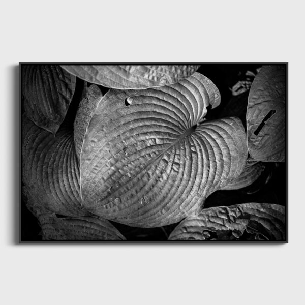 Hosta Sebastien Desnoulez Photographie tirage Art Une image pour rever caisse americaine