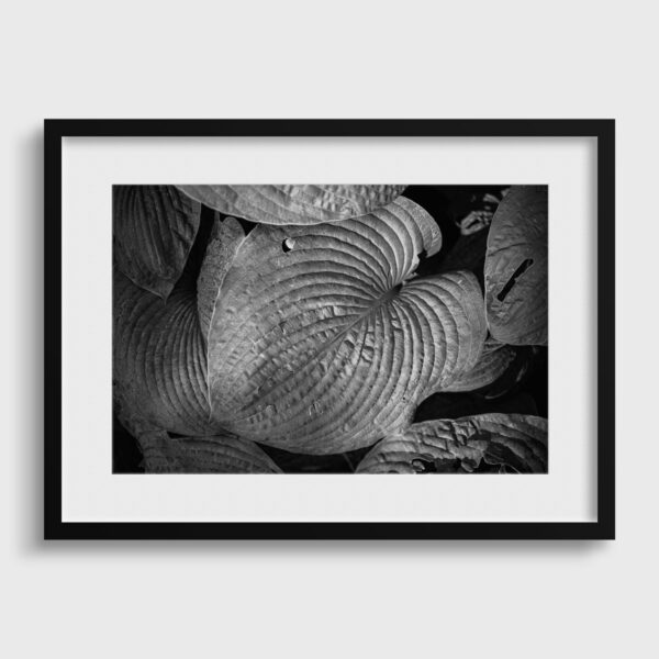 Hosta Sebastien Desnoulez Photographie tirage Art Une image pour rever passe partout