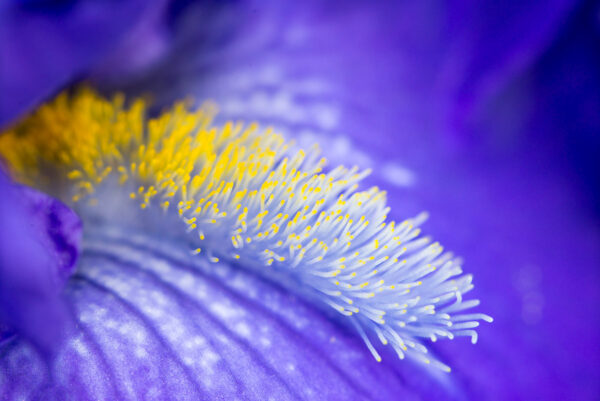 Pistils d iris Sebastien Desnoulez Photographie tirage Art Une image pour rever