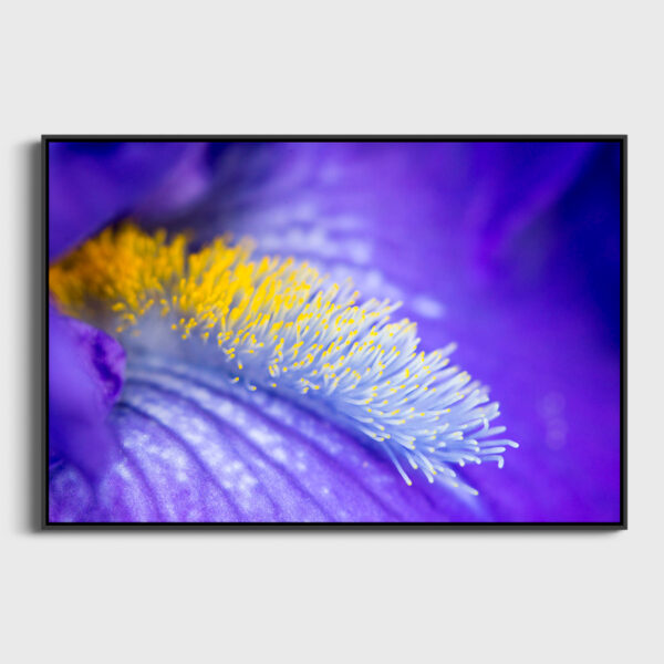 Pistils d iris Sebastien Desnoulez Photographie tirage Art Une image pour rever caisse americaine