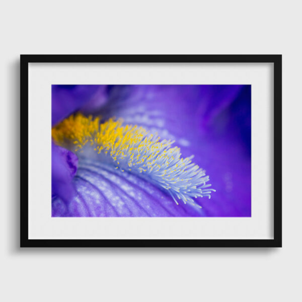 Pistils d iris Sebastien Desnoulez Photographie tirage Art Une image pour rever passe partout