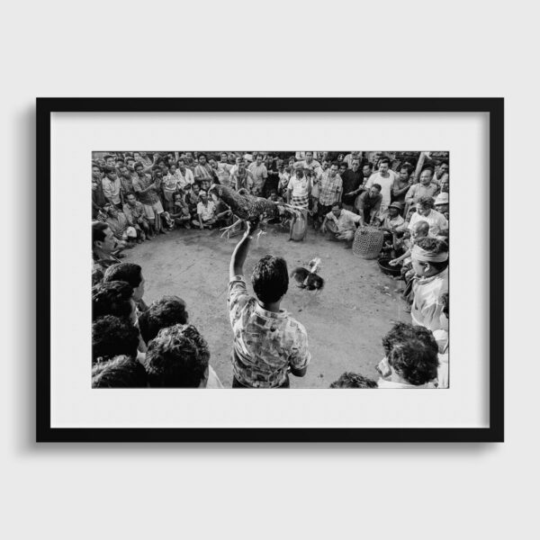 combat de coqs Sebastien Desnoulez Photographie tirage Art Une image pour rever passe partout