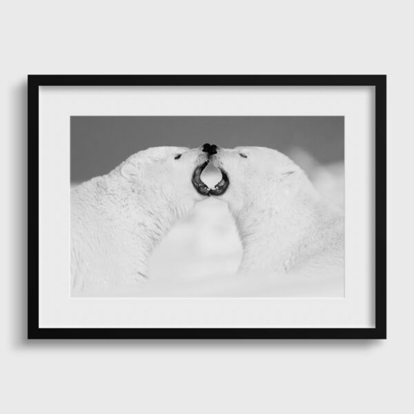  Polar Bear - Fresh breath - Image 2
