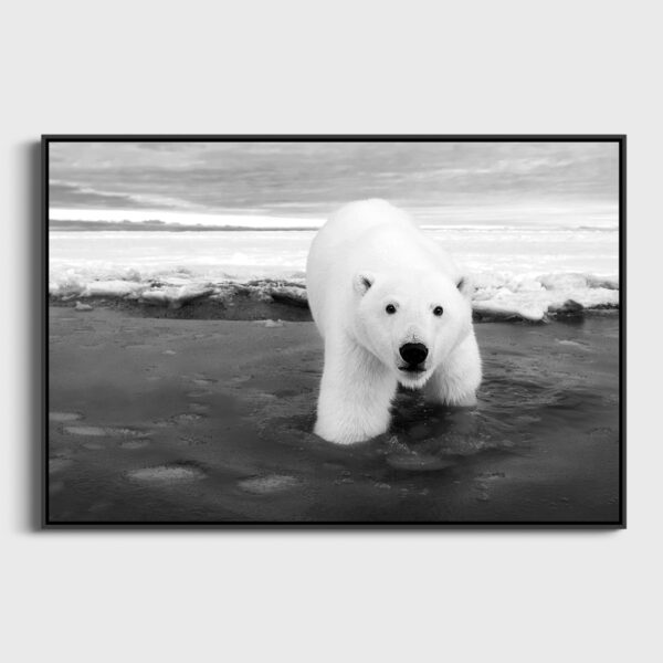 Le curieux Lionel Maye Photographie tirage Art Une image pour rever caisse americaine