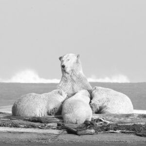 Maman comblee Lionel Maye Photographie tirage Art Une image pour rever