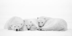 Petite sieste Lionel Maye Photographie tirage Art Une image pour rever