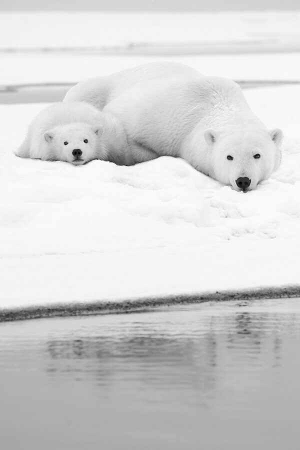 Restons calme Lionel Maye Photographie tirage Art Une image pour rever