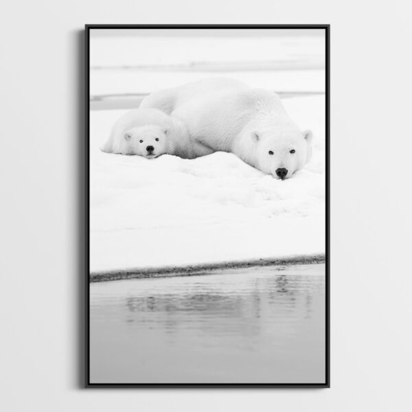 Restons calme Lionel Maye Photographie tirage Art Une image pour rever caisse americaine
