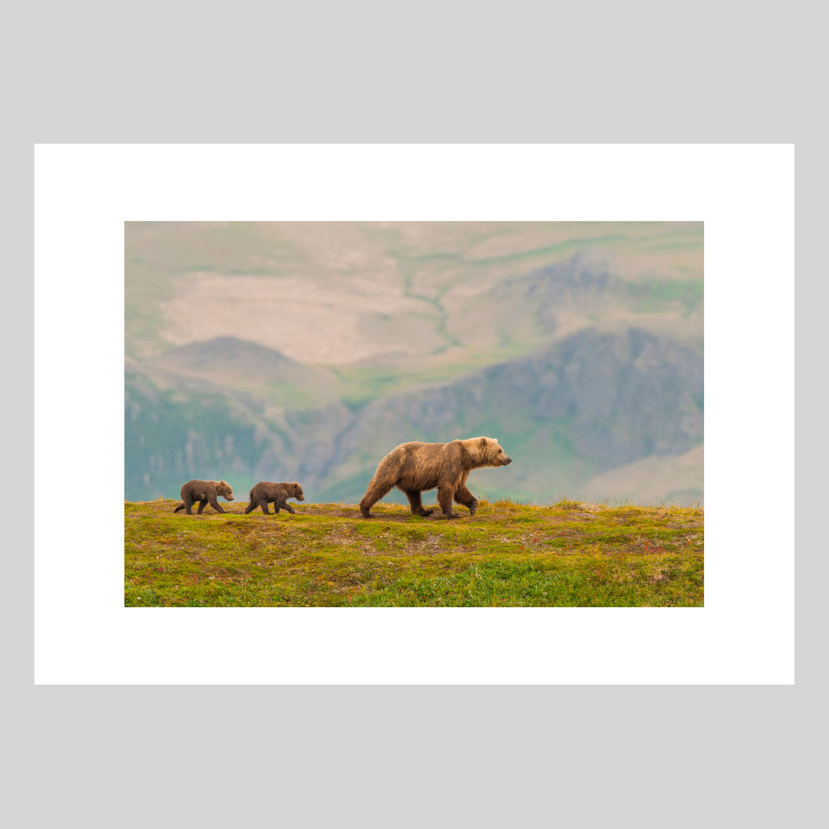 Balade avec maman Photographie d’art animalière par Lionel Maye, tirage d’exposition 30 × 45 cm en édition limitée à 20 exemplaires. Derniers tirages signés et numérotés, certificat d’authenticité. Vente éphémère Black Friday sur la galerie Une Image pour Rêver, prix unique 439 € TTC