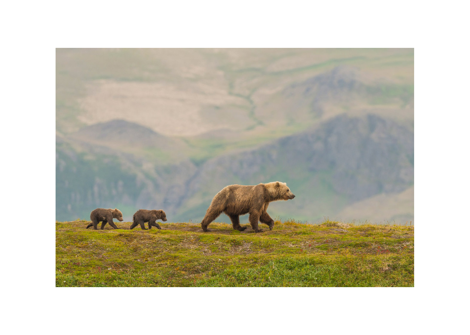 Balade avec maman Photographie d’art animalière par Lionel Maye, tirage d’exposition 30 × 45 cm en édition limitée à 20 exemplaires. Derniers tirages signés et numérotés, certificat d’authenticité. Vente éphémère Black Friday sur la galerie Une Image pour Rêver, prix unique 439 € TTC