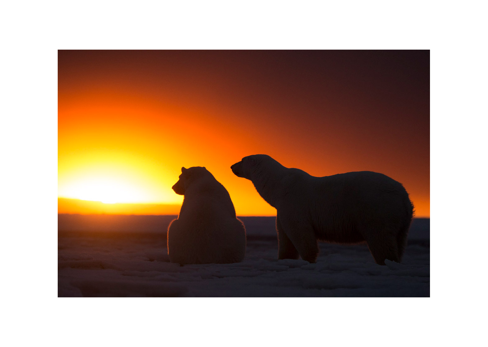 Contre jour Arctique Photographie d’art animalière par Lionel Maye, tirage d’exposition 30 × 45 cm en édition limitée à 20 exemplaires. Derniers tirages signés et numérotés, certificat d’authenticité. Vente éphémère Black Friday sur la galerie Une Image pour Rêver, prix unique 439 € TTC