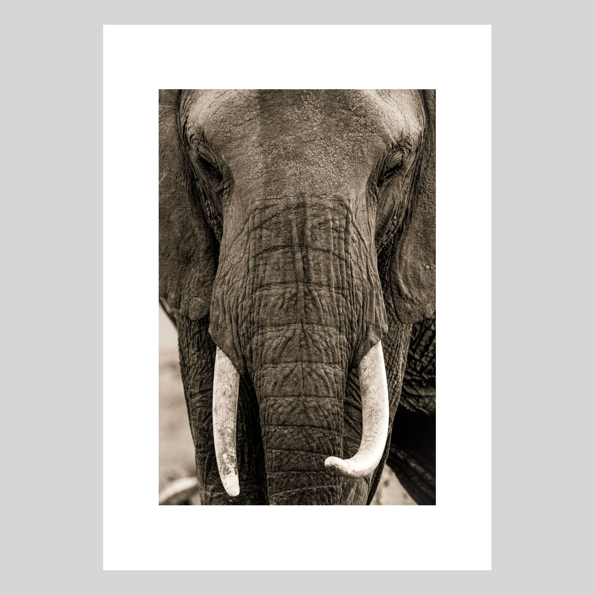 Portrait d un géant Photographie d’art animalière par Lionel Maye, tirage d’exposition 30 × 45 cm en édition limitée à 20 exemplaires. Derniers tirages signés et numérotés, certificat d’authenticité. Vente éphémère Black Friday sur la galerie Une Image pour Rêver, prix unique 439 € TTC