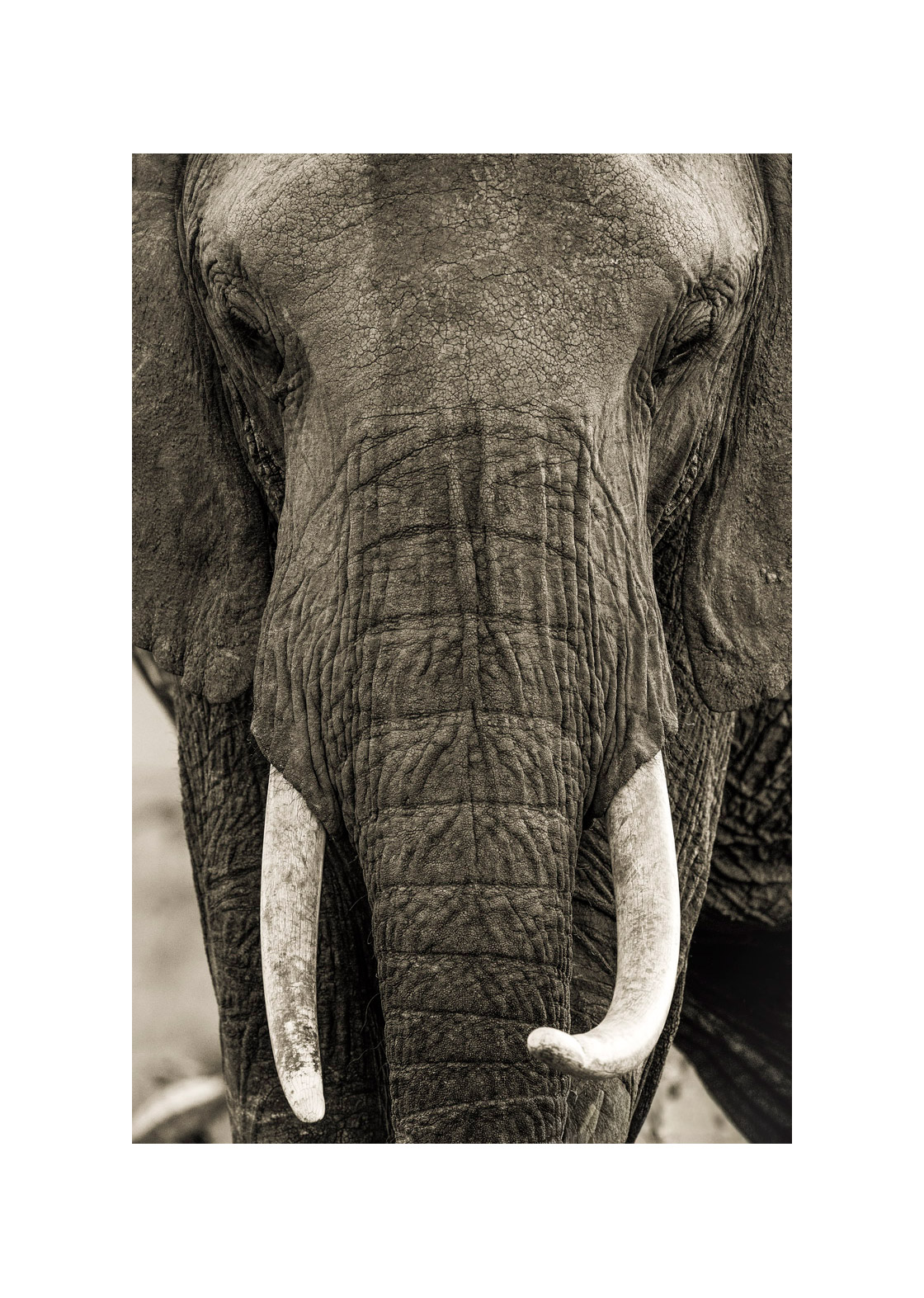 Portrait d un géant Photographie d’art animalière par Lionel Maye, tirage d’exposition 30 × 45 cm en édition limitée à 20 exemplaires. Derniers tirages signés et numérotés, certificat d’authenticité. Vente éphémère Black Friday sur la galerie Une Image pour Rêver, prix unique 439 € TTC