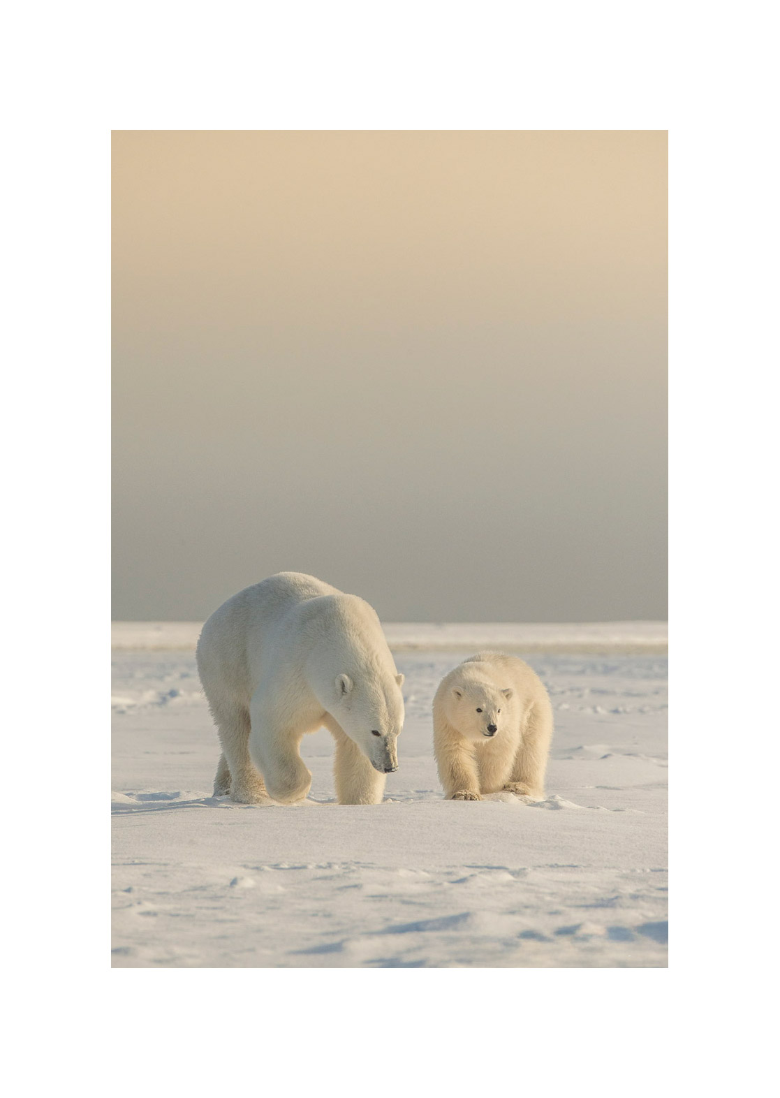 Promenade Photographie d’art animalière par Lionel Maye, tirage d’exposition 30 × 45 cm en édition limitée à 20 exemplaires. Derniers tirages signés et numérotés, certificat d’authenticité. Vente éphémère Black Friday sur la galerie Une Image pour Rêver, prix unique 439 € TTC
