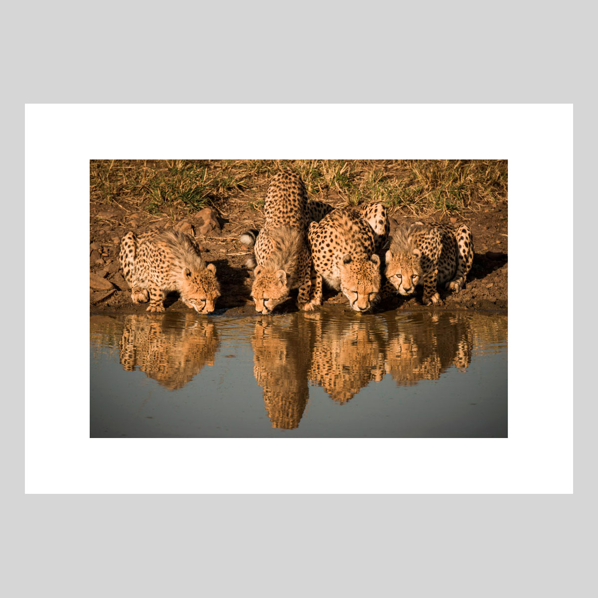 Soif Photographie d’art animalière par Lionel Maye, tirage d’exposition 30 × 45 cm en édition limitée à 20 exemplaires. Derniers tirages signés et numérotés, certificat d’authenticité. Vente éphémère Black Friday sur la galerie Une Image pour Rêver, prix unique 439 € TTC