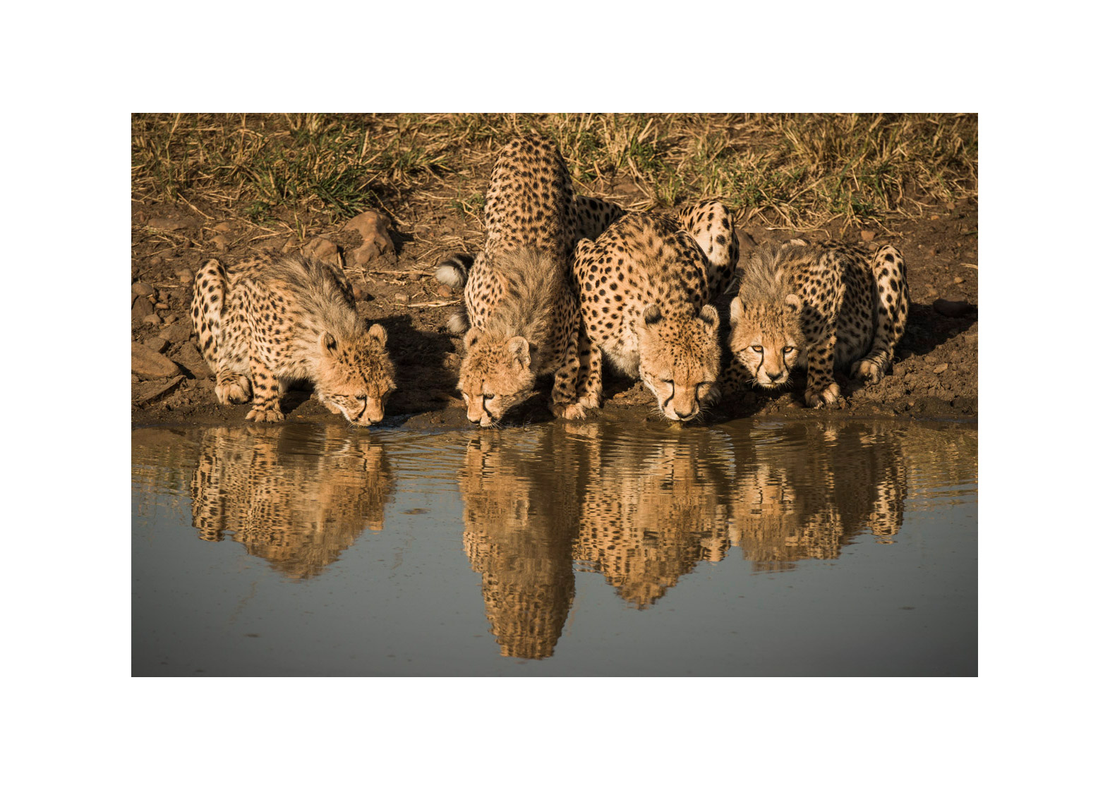 Soif Photographie d’art animalière par Lionel Maye, tirage d’exposition 30 × 45 cm en édition limitée à 20 exemplaires. Derniers tirages signés et numérotés, certificat d’authenticité. Vente éphémère Black Friday sur la galerie Une Image pour Rêver, prix unique 439 € TTC