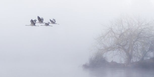 L envol des grues cendrees la matin 4 Pierre Chancy - Tirage photographique d'art - Photographie d'art - Une image pour rêver