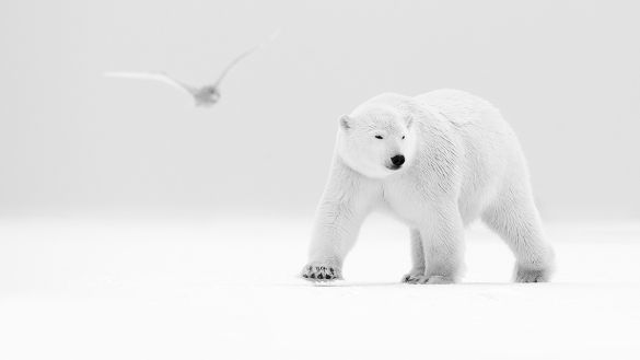The world is white Lionel Maye Fine Art print Une image pour rever