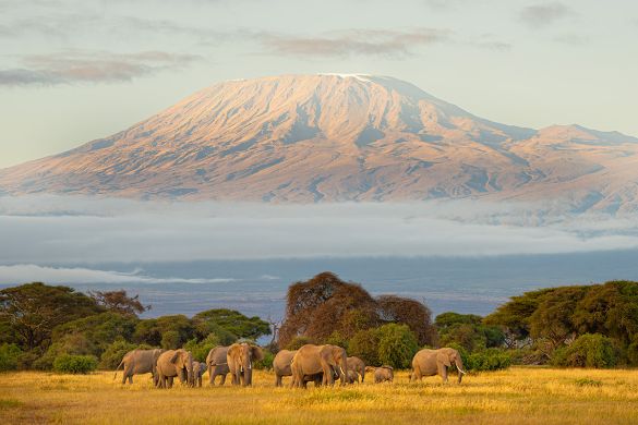 Elephants et Kilimandjaro Lionel Maye - Tirage photographique d'art - Photographie d'art - Une image pour rêver