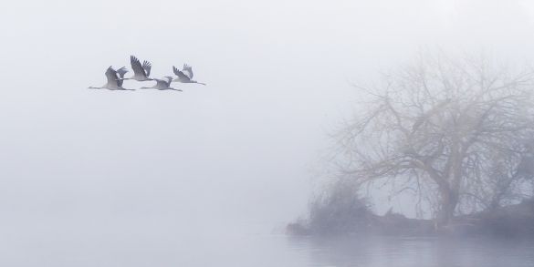 L envol des grues cendrees la matin 4 Pierre Chancy - Tirage photographique d'art - Photographie d'art - Une image pour rêver